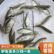 优鲈3号养殖基地 全国陆空发货 生长迅速加州鲈鱼苗 水花成活率高
