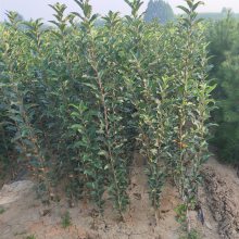 美国蛇果苹果苗批发m26矮化占苹果苗哪里能买到