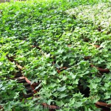 上盆常青藤 庭院绿化爬藤植物 耐寒性强 锦瑞绿化供应