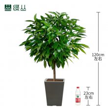 平安树 武汉绿植 植物租赁 绿丛园林 瓷盆123