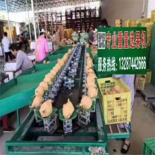 会理石榴分选设备 水果选果机分果机 一机多用功能多