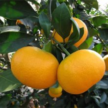 湖南千思早熟砂糖橘基地 早熟由良大分柑橘种植