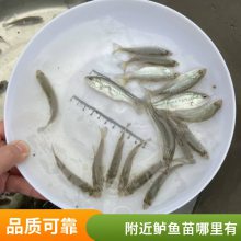 加州鲈鱼苗现捞现发 全国可发货包邮 空运 汽运 快递 水车均可选择