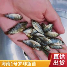 罗非种苗供应 高产量一号罗非鱼苗 奥尼 新吉富品种繁多 可视频选苗