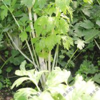 雪白芹菜种子 白芹菜 实心白芯芹菜 雪白实心种子 蔬菜种子