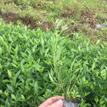 小叶雀舌栀子 湖南怀化高速公路绿化用的植物***格 性价比