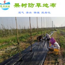 辽阳大棚PP果园抑草地布批发 火龙果种植抑草布防草地布