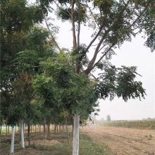 北栾树-栾树批发基地-栾树行情-苗圃基地-工程苗