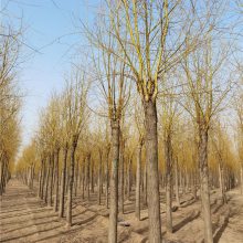 十公分金丝柳 苗木种植 科技种植 美化净化