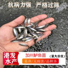 基地养殖大口黑鲈鱼苗 生长迅速 厂价供应淡水鱼苗 规格任选