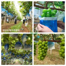 德晨厂家供应白色木浆葡萄专用套袋跟蓝色袋，白色葡萄套袋厂