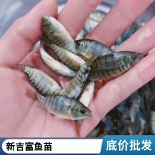 港发水产 淡水养殖场地直供 罗非鱼苗 适应能力强 百万现货 运输快