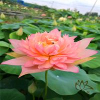 ***湿地|公园|园林绿化荷花种苗、荷花小苗供,十年经营,帆顺品质,客户安心