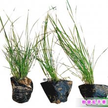 坤盛观赏芒草基地 200万株盆栽粉黛乱子草美丽
