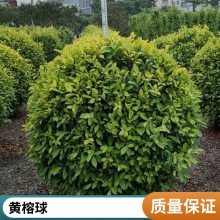 出售 1-2米黄金榕苗 品种优良 园林绿化苗 黄榕球