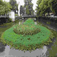 烏海生態(tài)水生植物浮島 人工浮床材料 水下森林造景凈化水質(zhì)