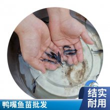 港发头批鸭嘴鱼水花 鱼苗鲜活 鸭嘴鲟苗 淡水观赏鲟鱼 空运汽运