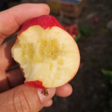 一年生牛奶果苹果苗 中小型苹果树苗销售价格 惠农苗木基地