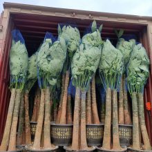 南宁盆栽盆景精品绿植批发出租养护找汇成园艺