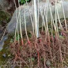 四川白花七叶树销售 七叶树15公分 基地***