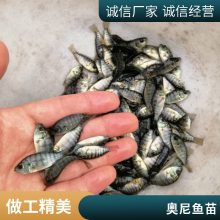 罗非种苗供应 高产量一号罗非鱼苗 奥尼 新吉富品种繁多 可视频选苗