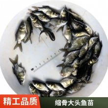 鱼苗 缩骨大头鱼 缩骨大头鱼苗 武鲳鱼苗批发渔场直供