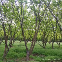 美化缘 原生红梅树苗销售 红梅树苗绿化苗木 苗木种植基地