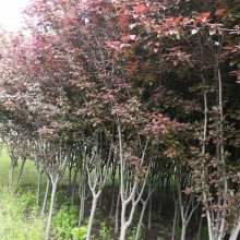 基地出售密枝红叶李篱苗木 园林绿化彩色叶植物 庭院小区观赏植物