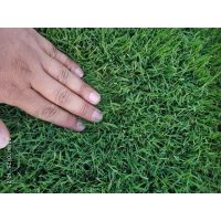 绿化草坪 混播草坪 早熟禾草坪销售