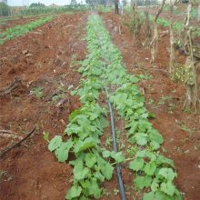 果苗灌溉一寸半微喷灌管 一寸半喷灌带销售厂家