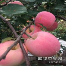 苹果树苗新品种 红肉苹果苗特点 全红不套袋红苹果树苗