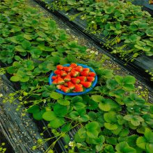 草莓苗 当年结果生产苗长势旺 惠农农业种植果树