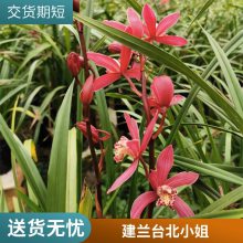 燎伯兰业 种类丰富室内绿植花 室内花园装饰花卉 建兰小姐