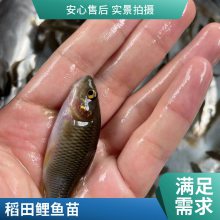 出肉***鲤鱼苗全国发货 港发水产种苗 禾花鲤3-5公分苗 包邮包量
