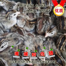 鼦ݲʷＦ߲ɽֱɻ