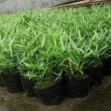 菲白竹小型的地被竹类耐阴性可以在林下生长园林中绿化应用