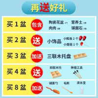 多肉植物組合盆栽室內(nèi)小玉露超萌肉肉辦公室凈化空氣含盆帶土包郵