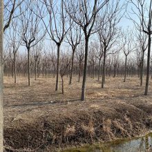 红叶椿多规格，来选苗包吃包住