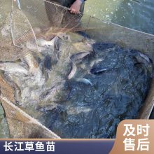混养鲩鱼苗 生长快脆肉鲩鱼 提供大规格草鱼苗