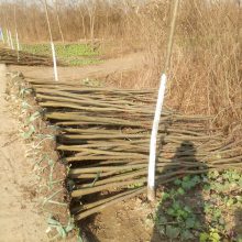 朴树基地3公分4公分朴树产地行情多少钱报价