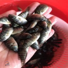 采豹紋紅羅非魚(yú)苗 正宗一號(hào)羅非魚(yú)苗淡水養(yǎng)殖