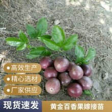 德阳百香果苗包装保湿快递发货 黄金芭乐味百香果苗 青皮百香果苗