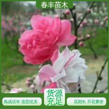 春丰苗木 桃花树生产 树形丰富 花香四溢 重花叠瓣 五彩缤纷