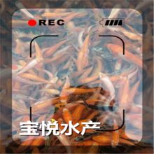 ɽͽ糡ɫѺͺ׽