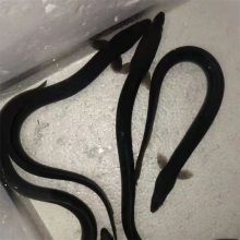 㶫 ˮ ֳ