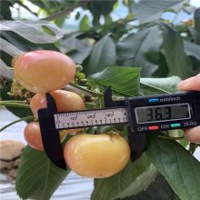 辉煌1-5樱桃苗结果表现 黄果新品种樱桃 鲁樱5号樱桃苗