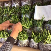 白芨种苗市场***格哪里可以购买@白芨种植技术在线咨询