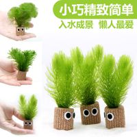 原创个性金鱼藻造景套餐鱼缸装饰真草沉底水草蜈蚣草绿菊懒人金鱼 价格 厂家 中国供应商 原创个性金鱼藻造景套餐鱼缸装饰真草沉底水草蜈蚣草绿菊懒人金鱼 价格 厂家 中国供应商
