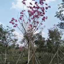 红花风铃木 景观栽植 草坪地被孤植 道路绿化行道树 园林景观树