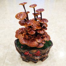 工艺品灵芝盆景制作厂家 盆栽批发 观赏用赤芝 灵芝种植技术 盆景摆件